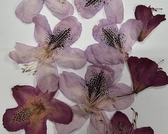 May include: A collection of pressed rhododendron flowers in various shades of light lavender and deep magenta. Each flower features five delicate petals and a distinct dark speckled pattern at the center, arranged in a scattered pattern.