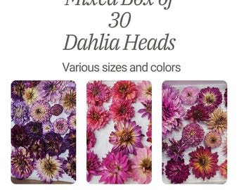 May include: A mixed box of 30 dried dahlia heads in various sizes and colors. The image shows three rectangular containers filled with dahlias in shades of purple, pink, and yellow. Text on the image reads "Mixed Box of 30 Dahlia Heads."