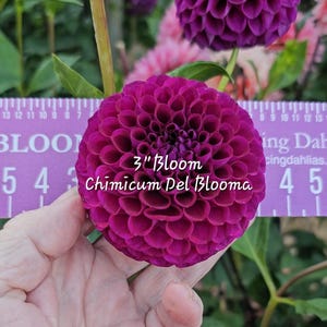 May include: A close-up of a vibrant purple dahlia flower, measuring 3 inches in diameter. The flower is in bloom and has a layered, ruffled appearance. The text "3" Bloom Chimicum Del Blooma" is visible on the image.