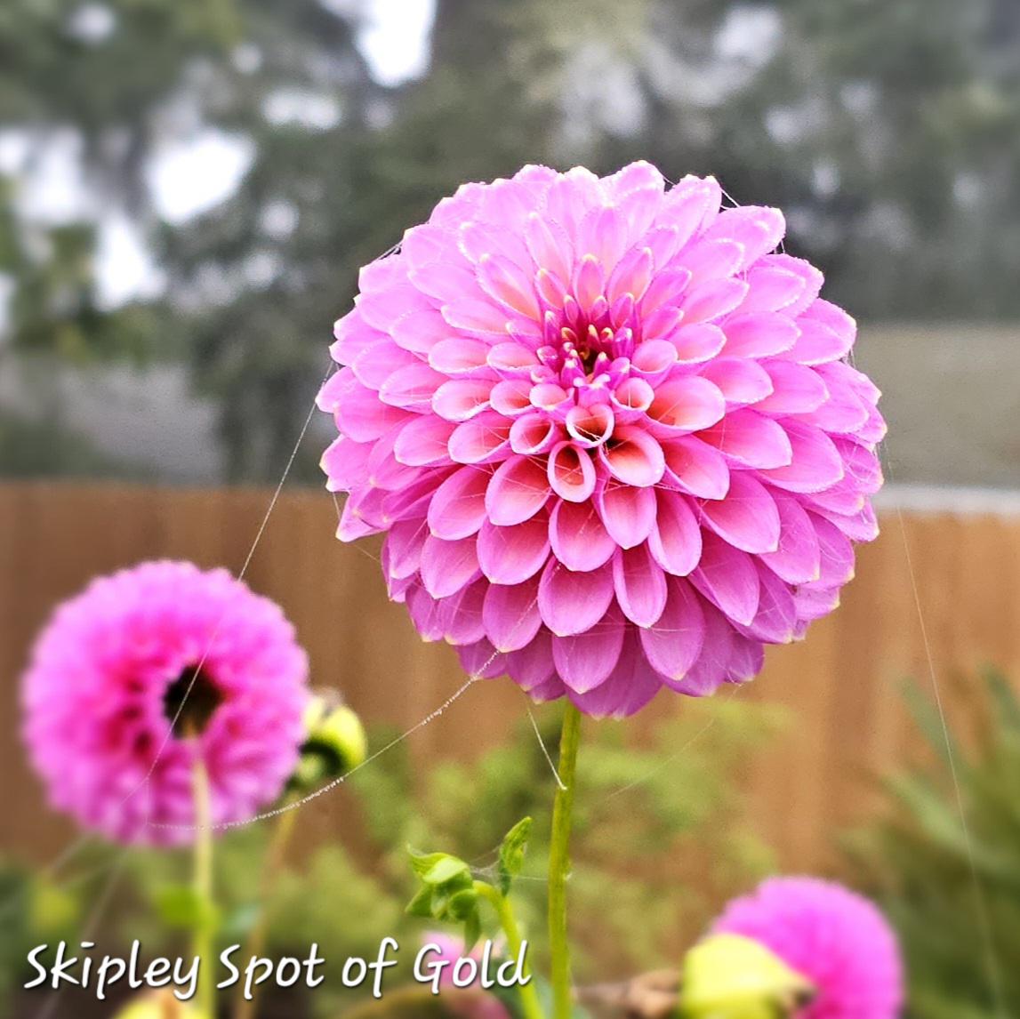 Dried Dahlia Heads - #949- Mixed Colors, Resin Crafts, Wreath