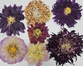 Dried Pressed Dahlias, 82630,  Dried Pressed Flowers, Silica Dried, Real Flowers, Resin Crafts, Wreath Supplies, Candles, Soaps
