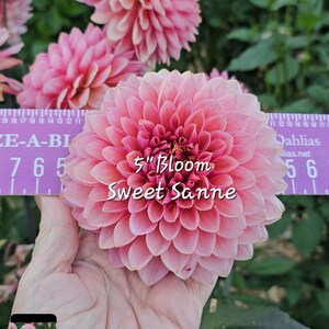 May include: A close-up of a pink dahlia flower with a 5 inch bloom. The flower is being held in a hand and a ruler is visible in the background. The text "5" Bloom Sweet Sanne" is written on the flower.