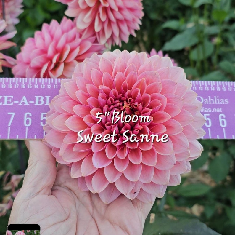 May include: A close-up of a pink dahlia flower with a 5 inch bloom. The flower is being held in a hand and a ruler is visible in the background. The text "5" Bloom Sweet Sanne" is written on the flower.