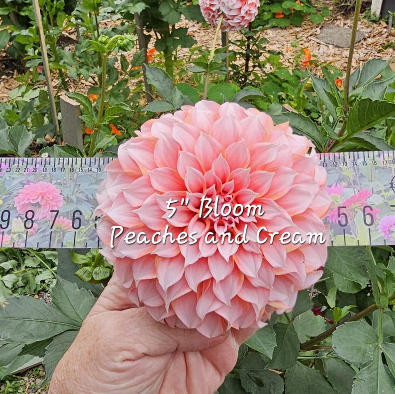 May include: A 5 inch pink and cream dahlia bloom with the text "5" Bloom Peaches and Cream" on a ruler.