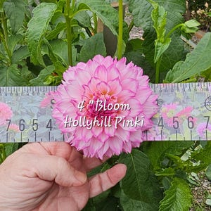 May include: A pink and white dahlia flower with a 4 inch diameter. The flower is labeled "4"Bloom Hollyhill Pinki".