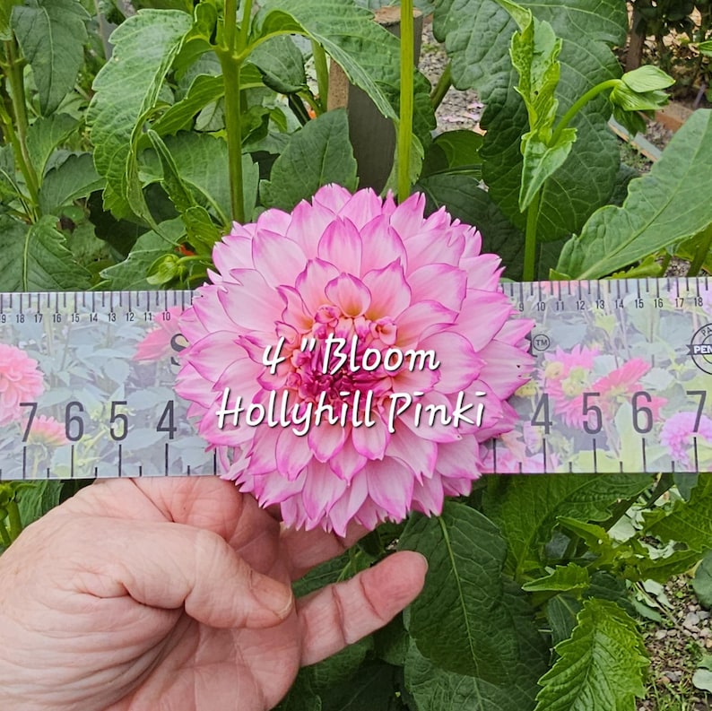 May include: A pink and white dahlia flower with a 4 inch diameter. The flower is labeled "4"Bloom Hollyhill Pinki".