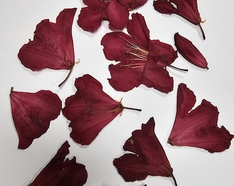 May include: A collection of deep burgundy pressed rhododendron flowers and individual petals arranged on a white surface. The text Pressed Rhododendrons is printed in black at the bottom center of the image, identifying the botanical specimens.
