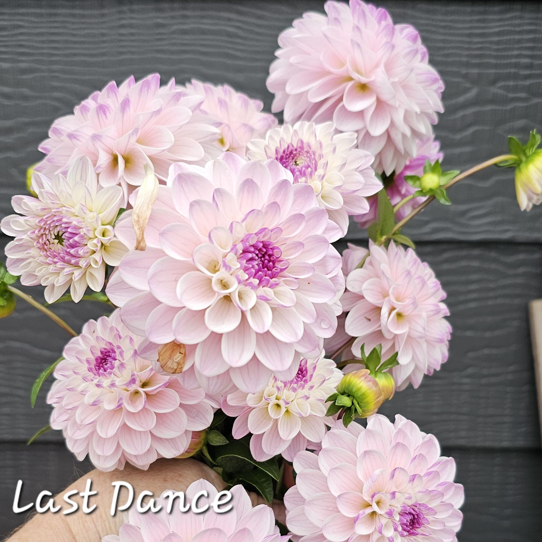 Dried Dahlia Heads - #949- Mixed Colors, Resin Crafts, Wreath
