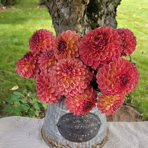 May include: A bouquet of vibrant orange and pink dahlia flowers in a vintage galvanized metal watering can with a French inscription. The flowers are arranged in a rustic setting with a ruler for scale.