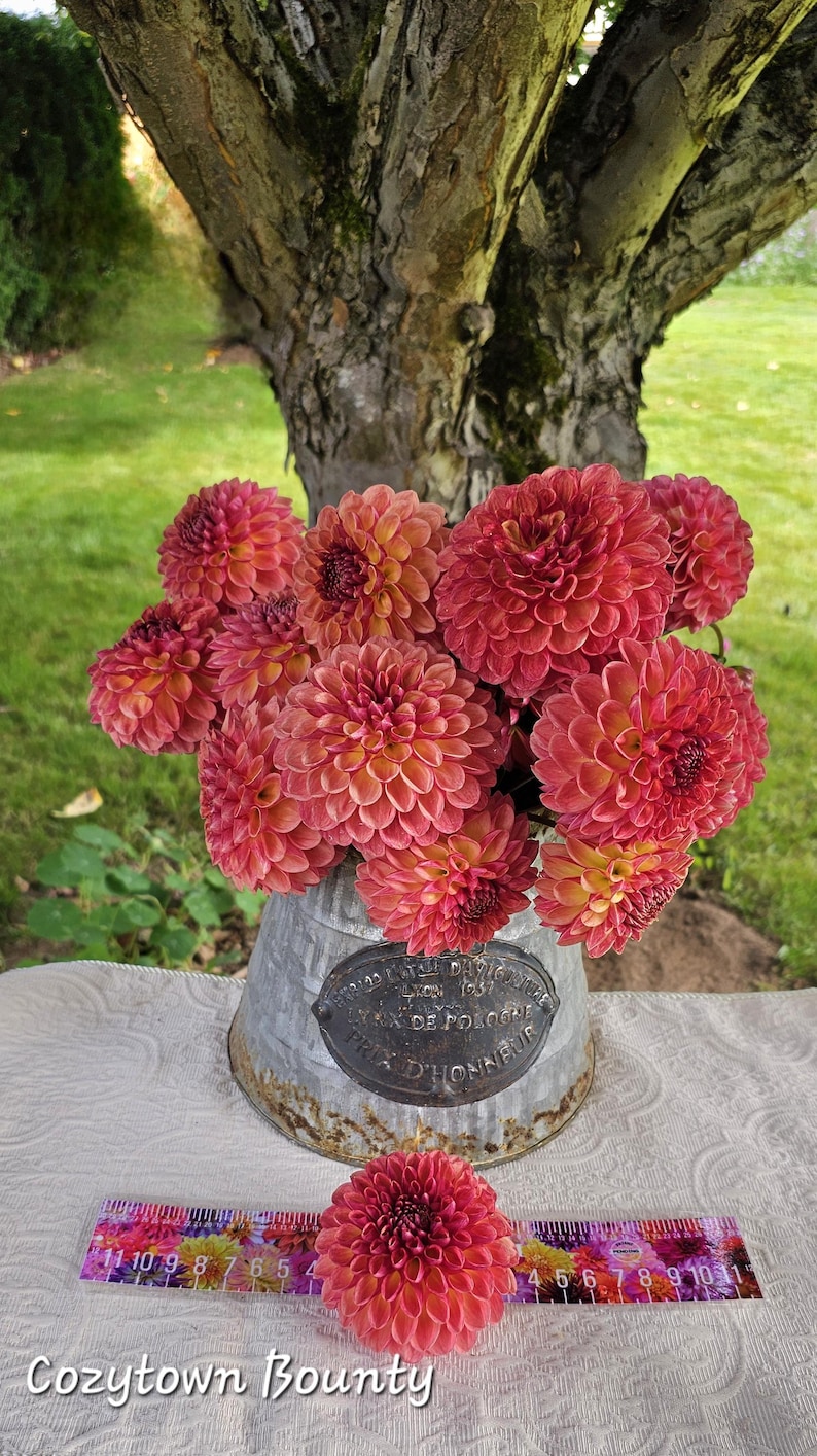 May include: A bouquet of vibrant orange and pink dahlia flowers in a vintage galvanized metal watering can with a French inscription. The flowers are arranged in a rustic setting with a ruler for scale.