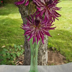 May include: A bouquet of four white and purple striped dahlias in a green glass vase. The flowers are arranged in a vase on a white tablecloth. The text "Hollyhill Exotica" is visible at the bottom of the image.