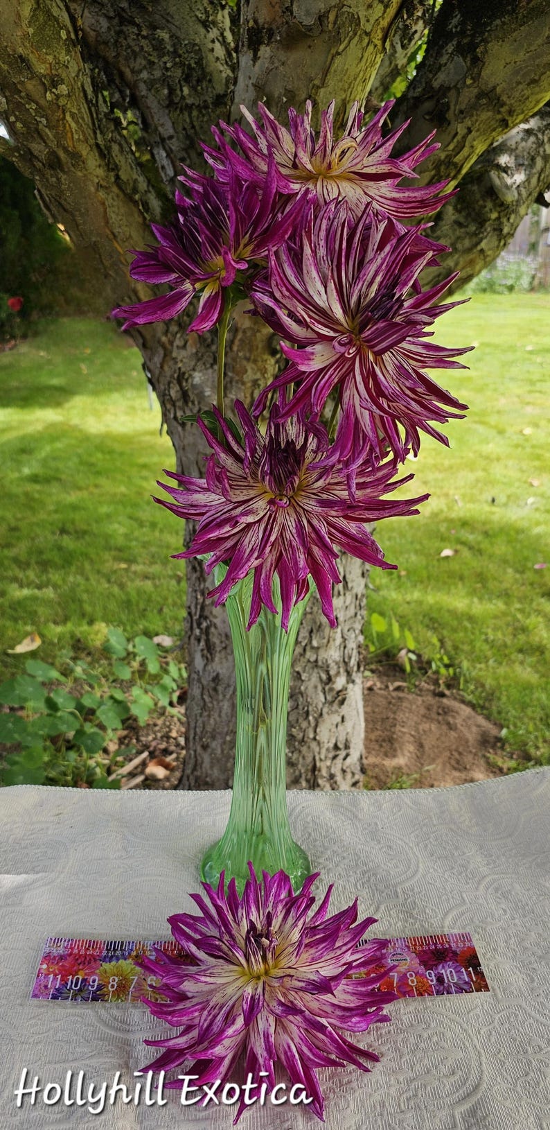 May include: A bouquet of four white and purple striped dahlias in a green glass vase. The flowers are arranged in a vase on a white tablecloth. The text "Hollyhill Exotica" is visible at the bottom of the image.