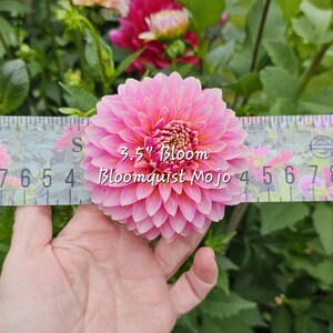 May include: A pink and white dahlia flower with a 3.5 inch bloom. The flower is labeled "Bloomquist Mojo".