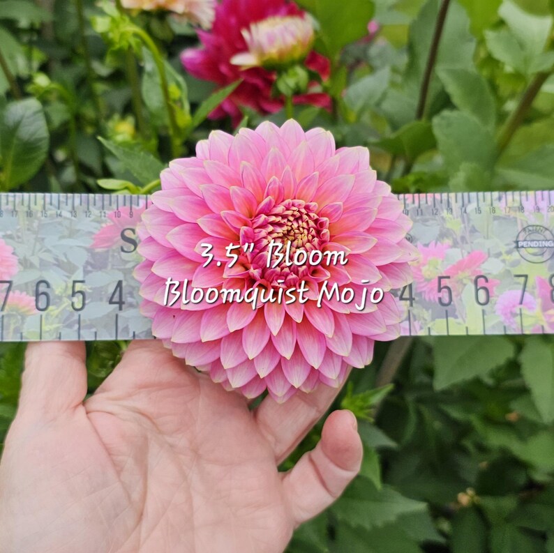 May include: A pink and white dahlia flower with a 3.5 inch bloom. The flower is labeled "Bloomquist Mojo".