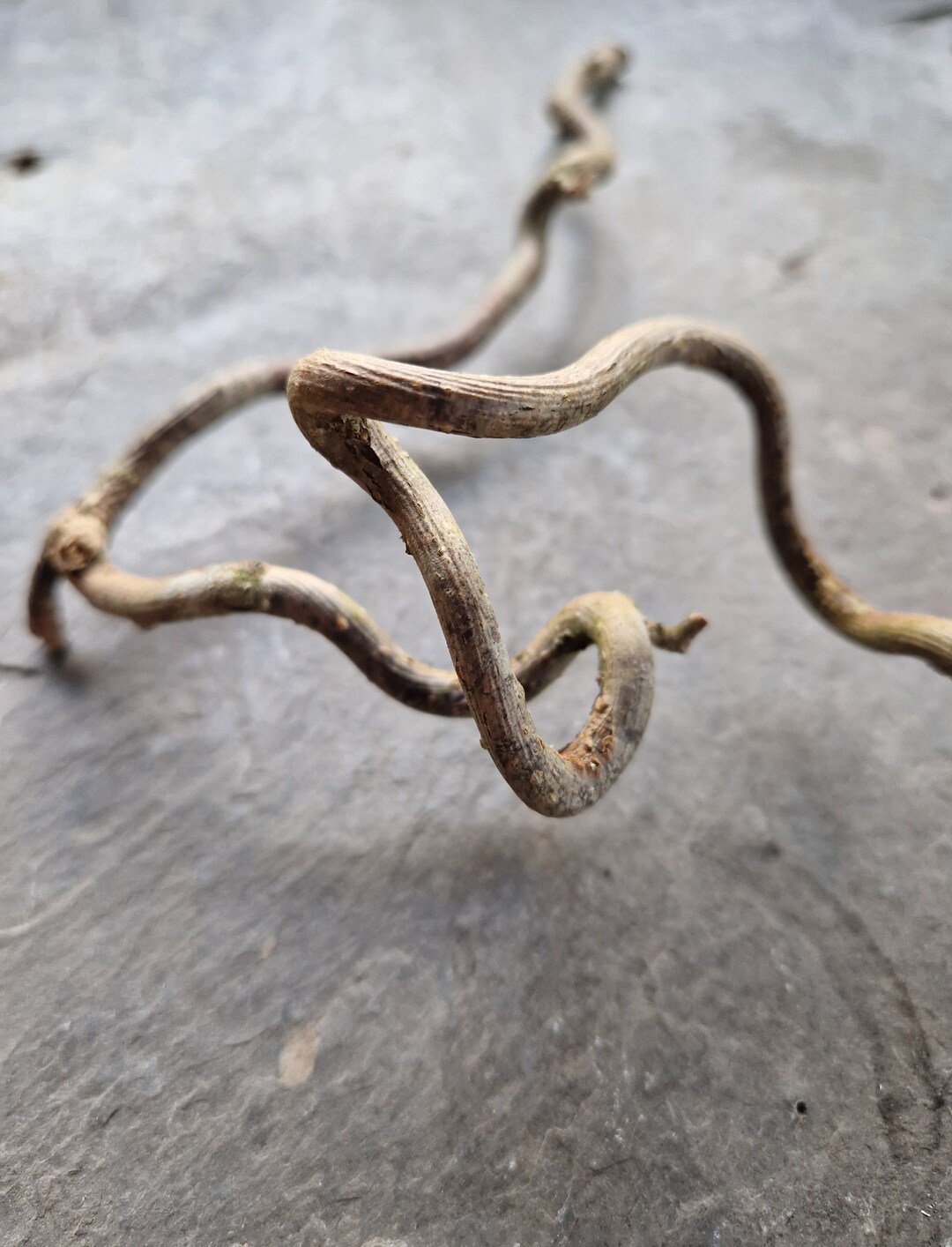 Irish Twisted Hazel Stick for Craft Supply Craft Décor Etsy UK