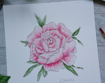 Peony Watercolor Print, Original Floral Watercolor Print, Floral Wall Art, Floral Artwork, Fine Art Print, Matted 8.5x11 Giclee Print