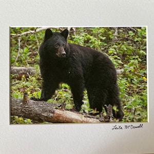 Young Black Bear