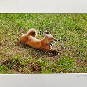 Fox Kit Yawning