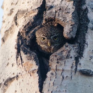 Northern Pygmy Owl in Tree