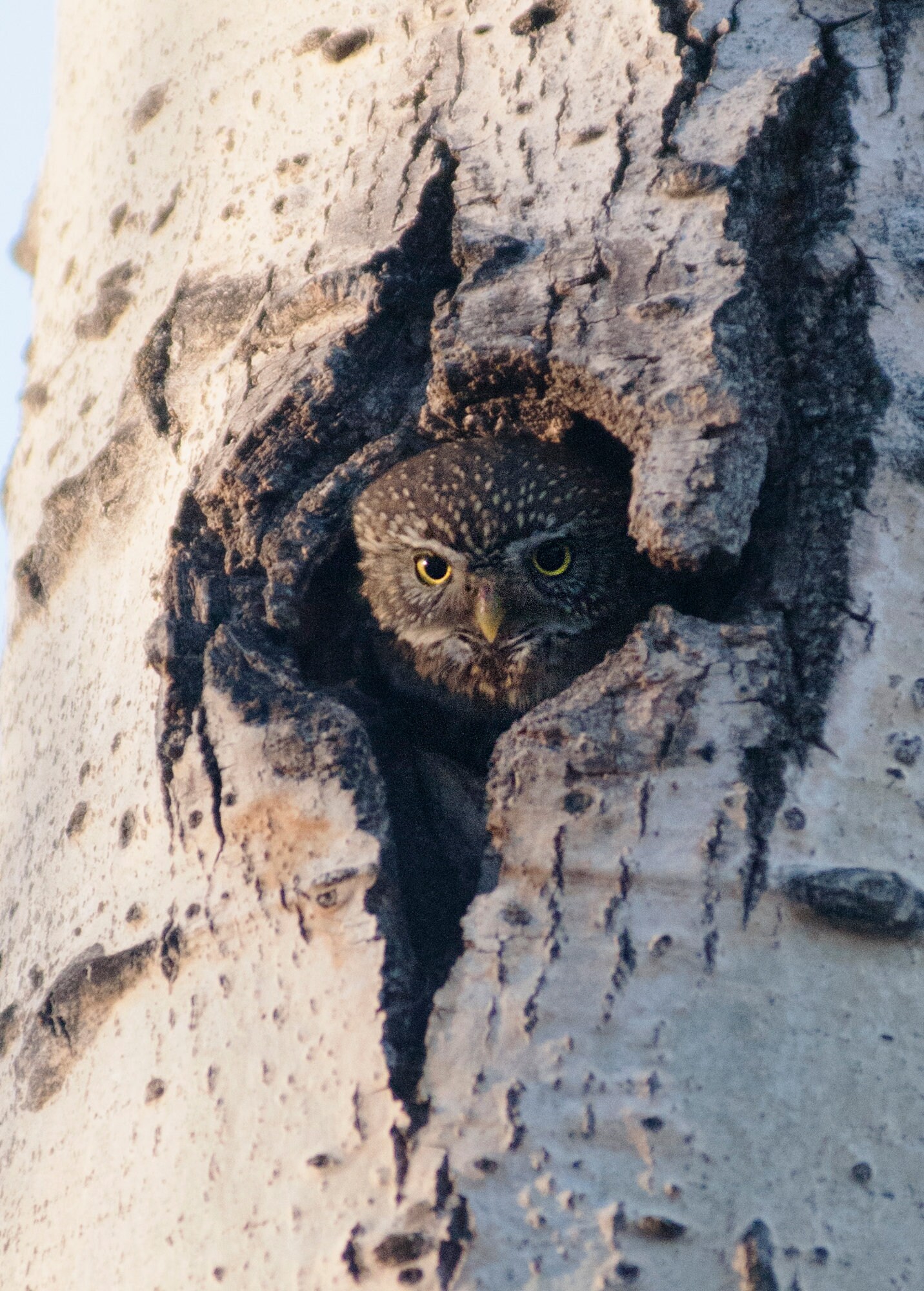 Northern Pygmy Owl in Tree