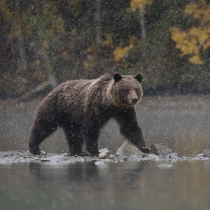 Snow Lightly Falling