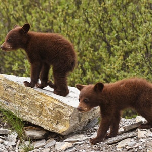 Two Black Bear Cubs