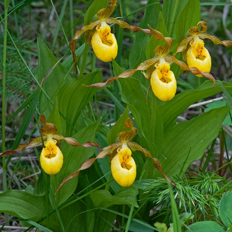 Yellow Slippers Seed - Etsy Canada