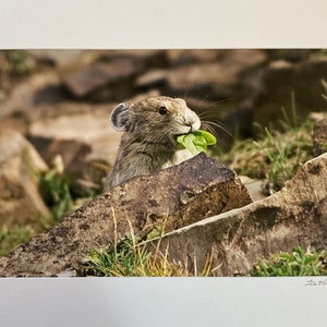 Hungry Pika
