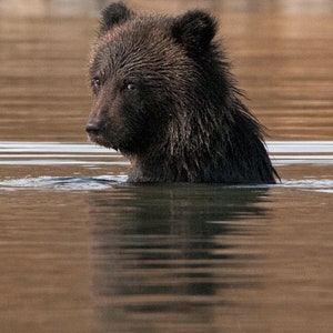 Grizzly Bär Jungtier im Wasser