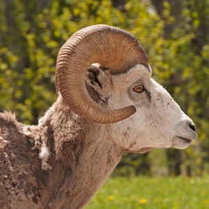 Bighorn Sheep Ram