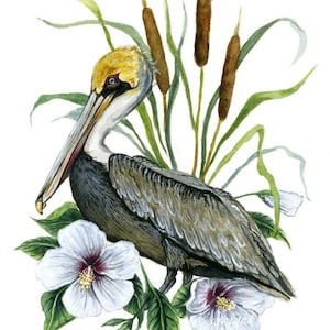 Pelican and Swamp Rosemallow - Carolinas Nature Giclée Print of Watercolor Painting