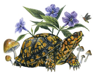 Doos Schildpad en Wilde Petunia - Carolinas Nature Giclée Print van Aquarel Schilderij