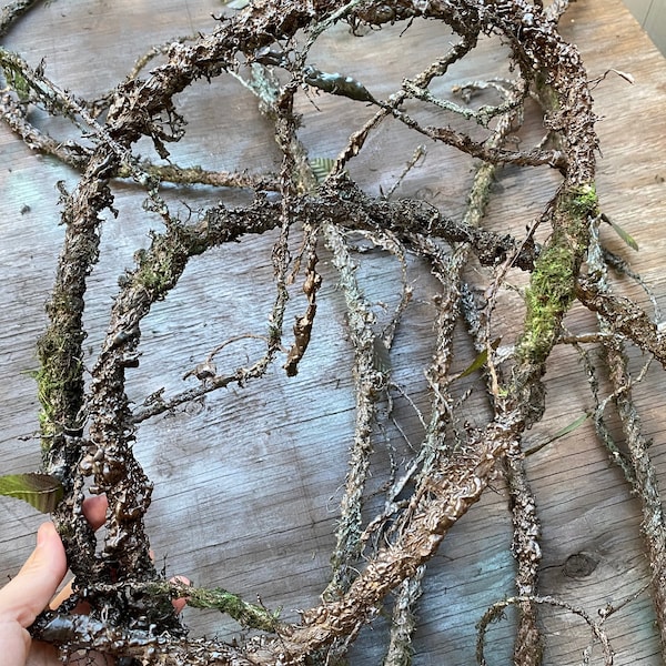 Swamp Backdrop - Etsy