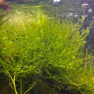 Java Moss Clump