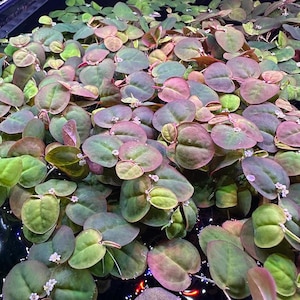 May include: A close-up shot of aquatic plants with round, green leaves edged in pink and purple. Tiny white flowers dot the surface of the water. The plants create a dense, colorful pattern.
