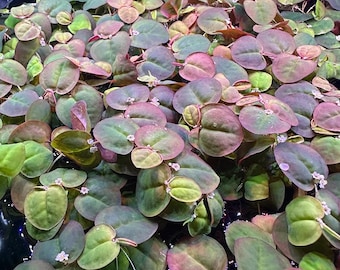 Red Root Floaters