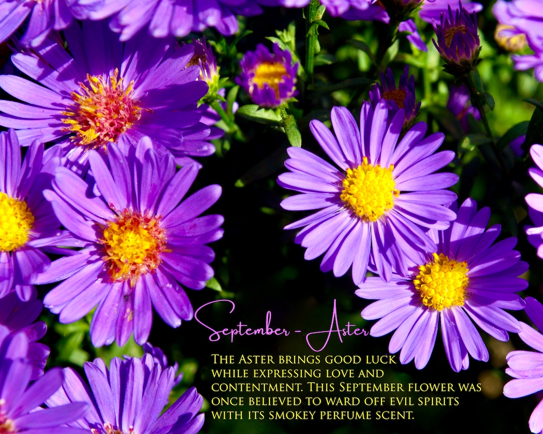 september flower of the month aster