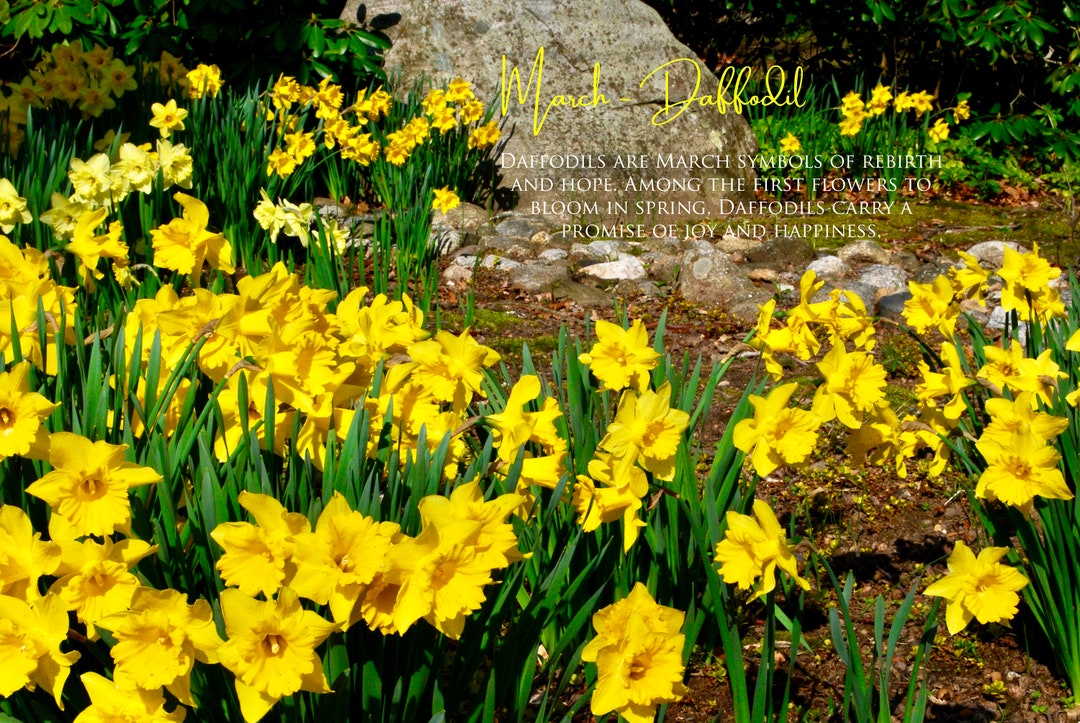 Daffodil Promise of Hope Botanical Greeting Card Daffodil Promise of Hope Botanical Greeting Card