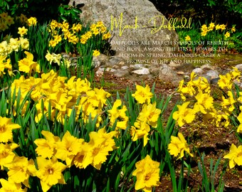 Daffodil Promise of Hope Botanical Greeting Card Daffodil Promise of Hope Botanical Greeting Card