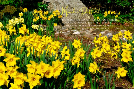 Daffodil Promise of Hope Botanical Greeting Card Daffodil Promise of Hope Botanical Greeting Card