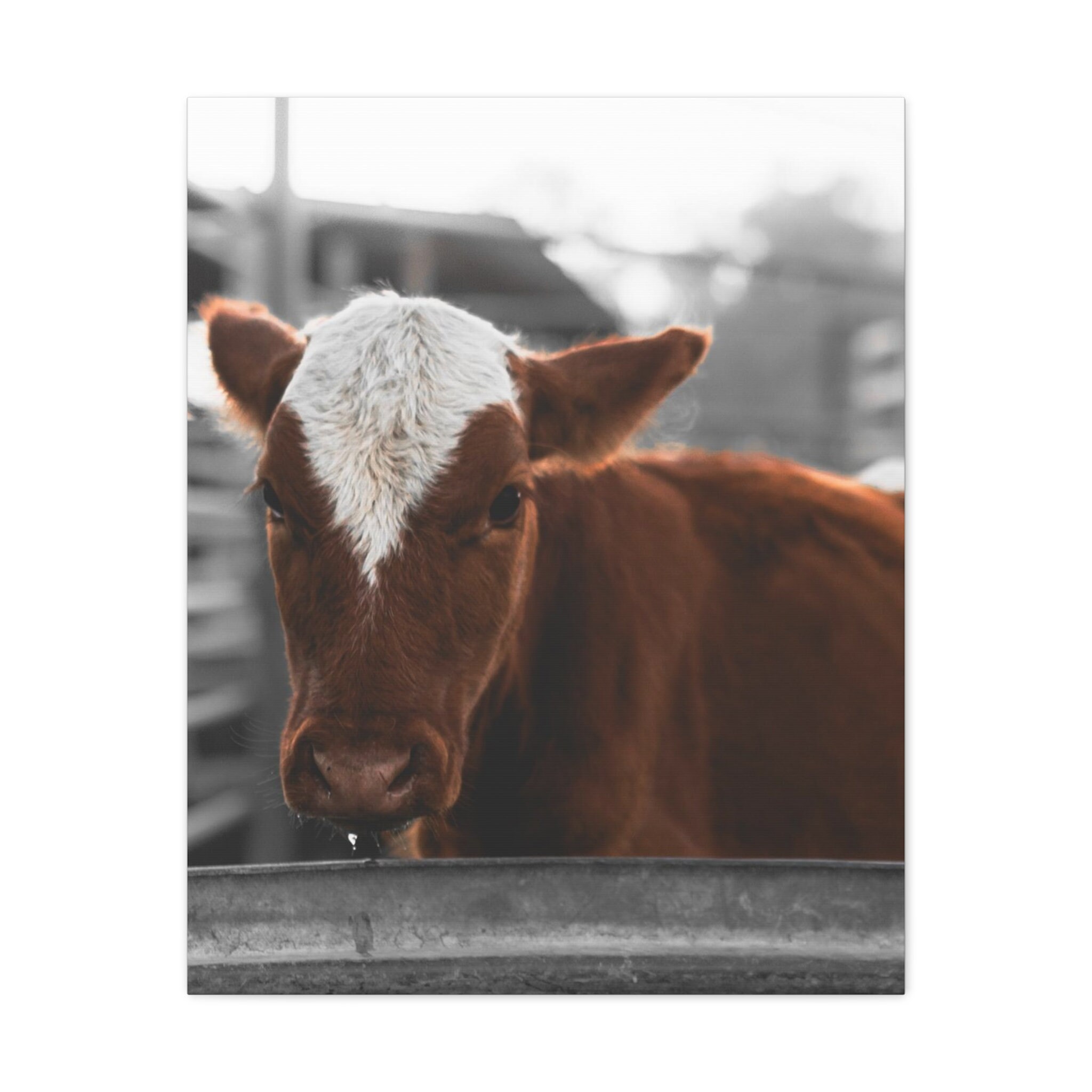 Cow Home Decor, Cow Picture, Ranch Decor, Canvas Cow Portrait, Home ...