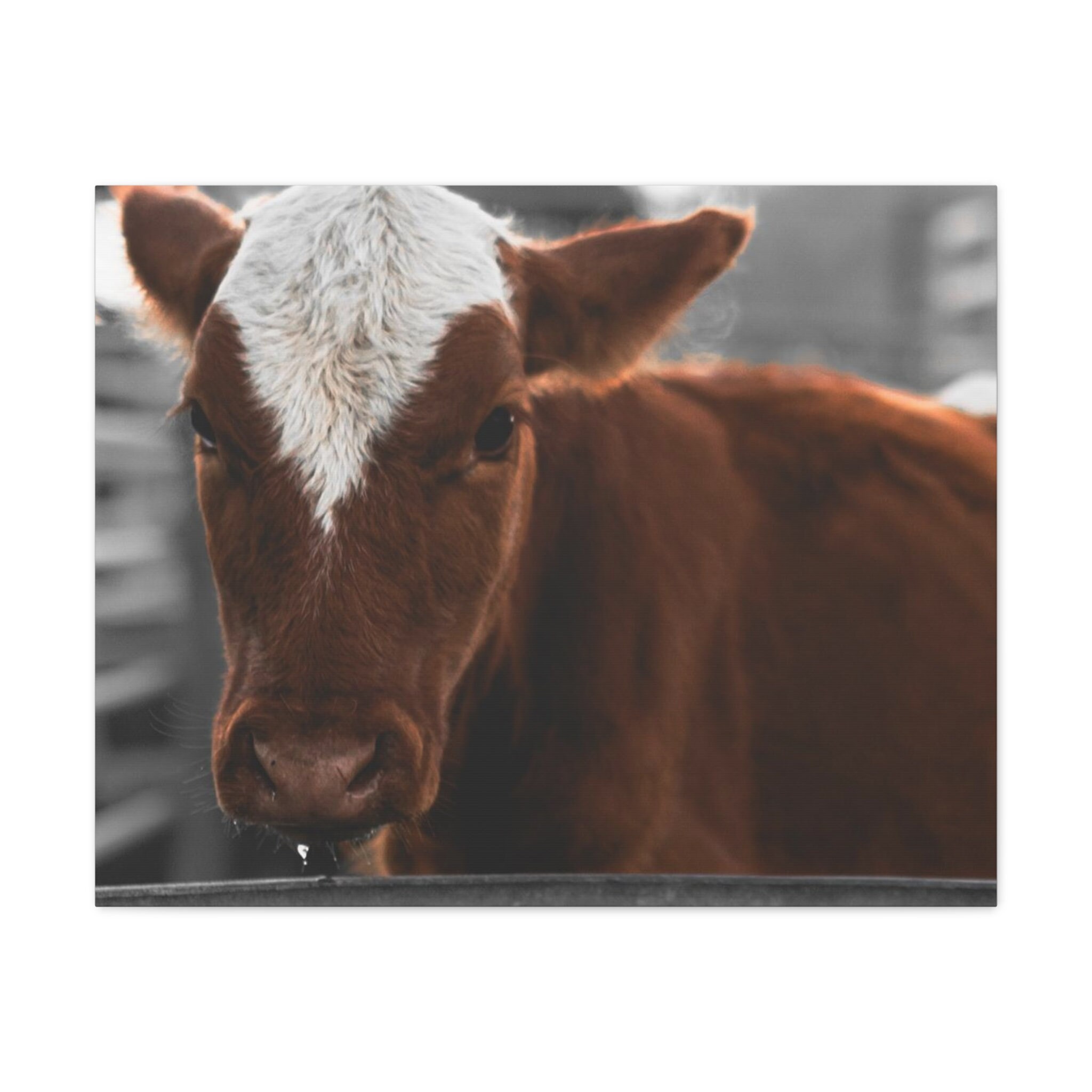 Cow Home Decor, Cow Picture, Ranch Decor, Canvas Cow Portrait, Home ...