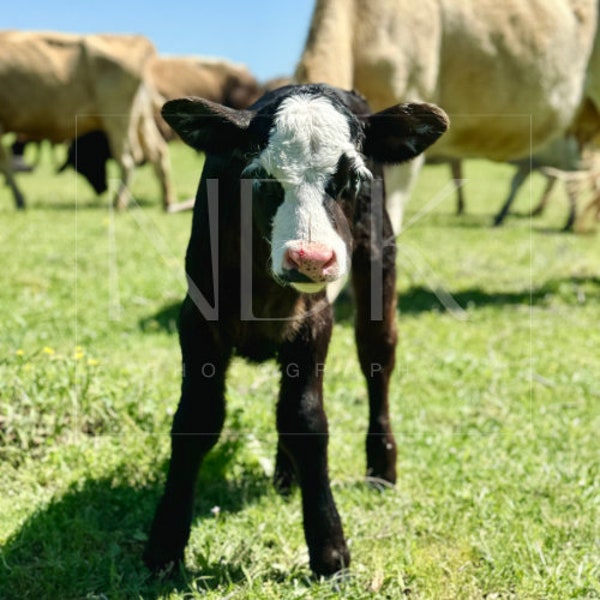 Cow Photography 'Sweet Girl'. Black calf with white face.