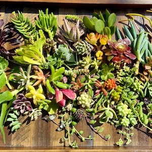 May include: A tray filled with a variety of succulent plants in different colors and textures. The succulents are arranged in a random pattern, creating a visually appealing display.
