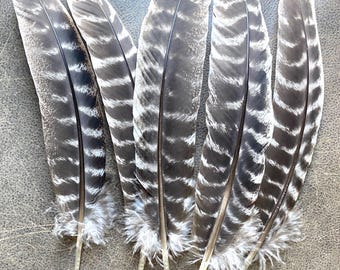 Natural Turkey Feathers: Distinct Stripes, Boho Decor, Hats, Dreamcatchers