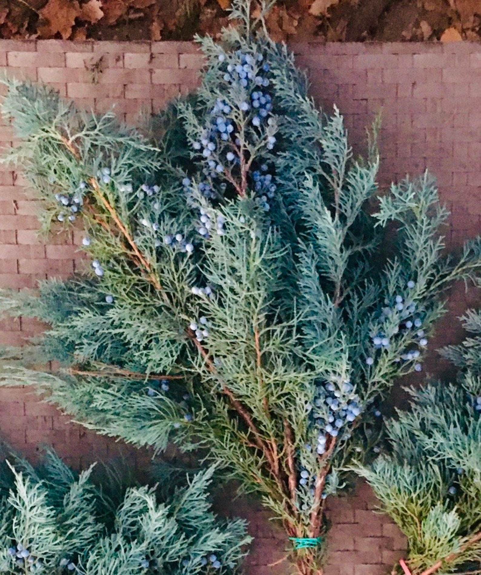Moonglow Juniper Branches With Frosty Blue Berries, Woody Stems With