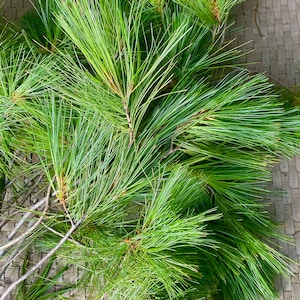 May include: Close-up of a bunch of green pine branches with long needles. The branches are arranged in a fan shape, with the tips of the needles pointing outwards.