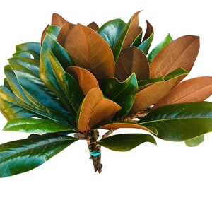 fresh tobacco leaves Tobacco Leaves Fresh