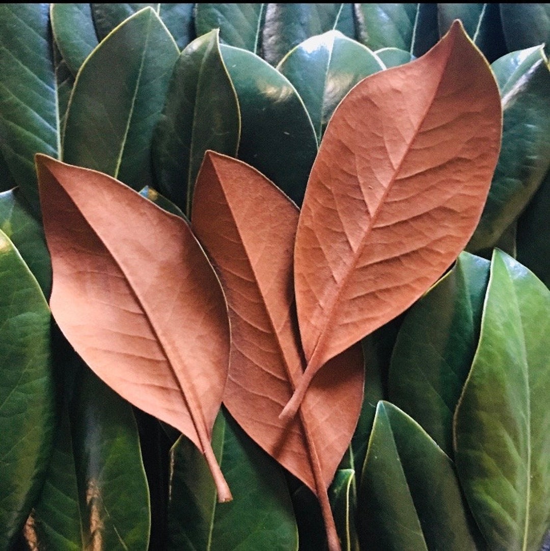 Fresh Natural Real Southern Magnolia Leaves velvet Rust Tobacco