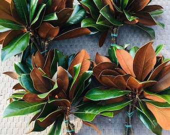 Fresh cut real southern magnolia stem branches tips (20) - velvet rust tobacco underside leaves - wholesale florist box - available all year